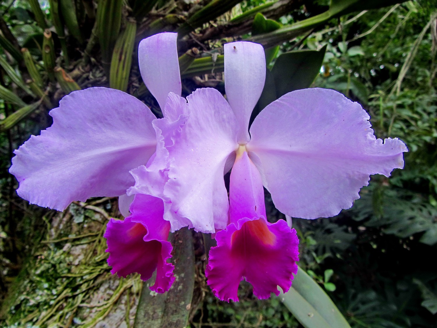Cattleya Orchid on Hacianda Coloma